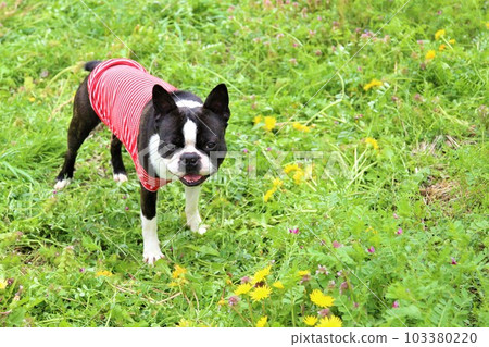 A smiling Boston Terrier staring cutely in a field of blooming dandelions ♡ Mighty-kun 103380220