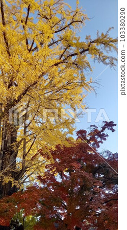 秋天的樹葉 秋天的樹葉 103380290