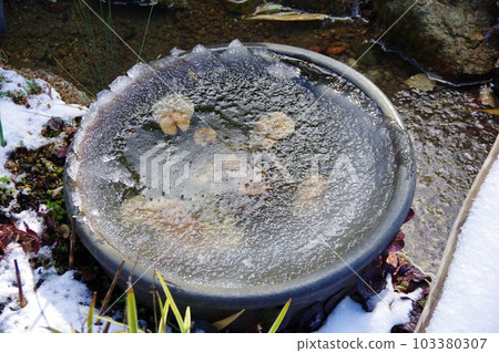 有結冰水面的睡蓮碗 103380307