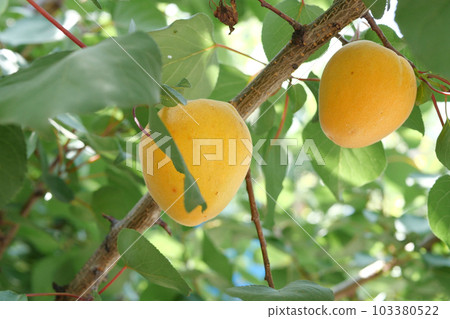 ripe apricot ripens on a branch on a sunny day 103380522