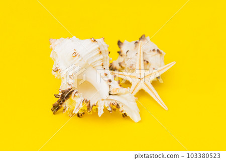 Beach seashells on colored background. Mock up with copy space Beach seashells on colored background. Mock up with copy space 103380523