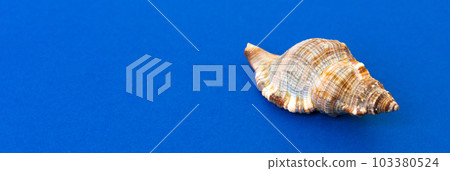 Beach seashells on colored background. Mock up with copy space Beach seashells on colored background. Mock up with copy space 103380524