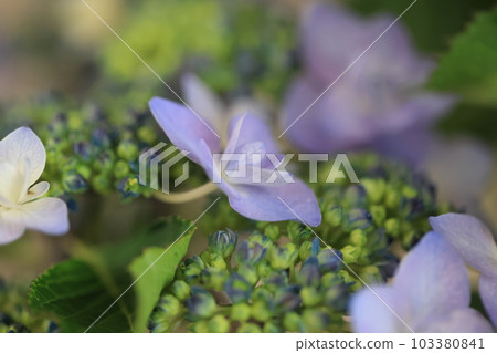 繡球0945 繡球0945 103380841