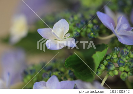 繡球0946 繡球0946 103380842