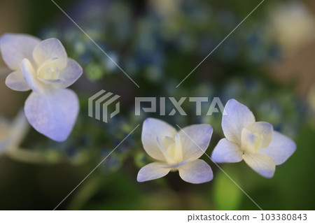 繡球0947 繡球0947 103380843
