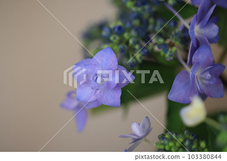 繡球0948 繡球0948 103380844