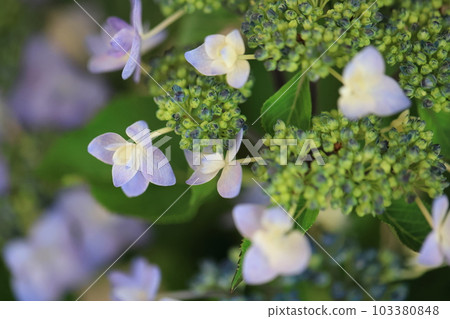 Hydrangea 0952 103380848