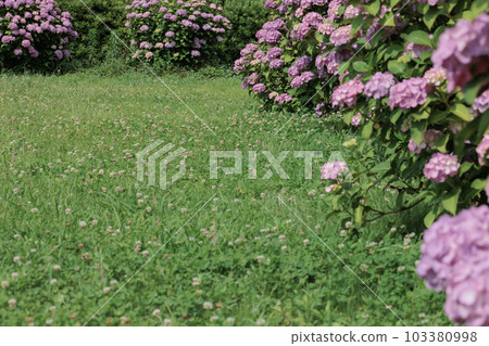hydrangea hydrangea 103380998
