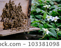 Japanese bee hive, beekeeping, honey, raspberry, wild strawberry 103381098