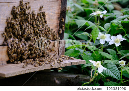 Japanese bee hive, beekeeping, honey, raspberry, wild strawberry 103381098