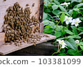 Japanese bee hive, beekeeping, honey, raspberry, wild strawberry 103381099