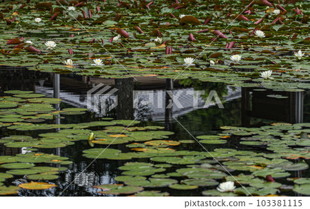 Niu Daishi Water Lilies Niu Daishi Water Lilies 103381115