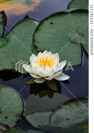 Niu Daishi Water Lilies Niu Daishi Water Lilies 103381131