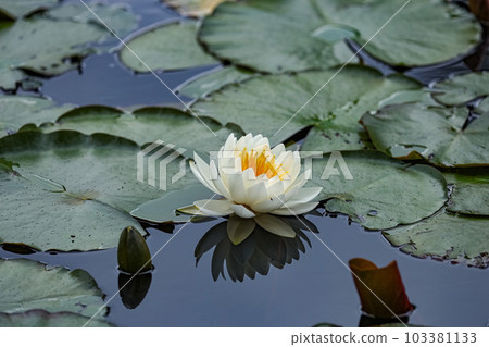 牛大石睡蓮 牛大石睡蓮 103381133