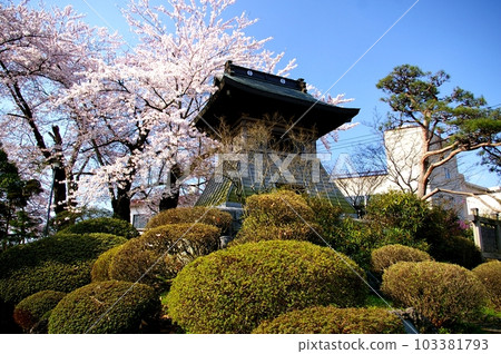 春天的花卷城時鐘和染井吉野 103381793