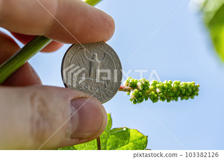 A very small grape brush on the background of 25 US cent coin A very small grape brush on the background of 25 US cent coin 103382126