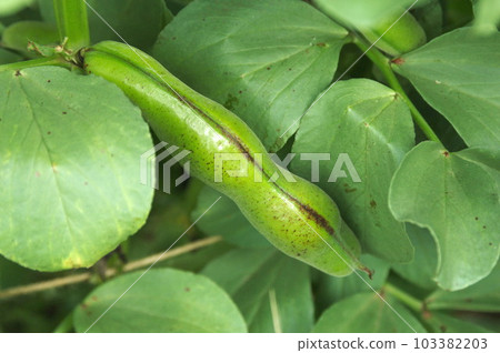 Broad beans growing in the field 103382203
