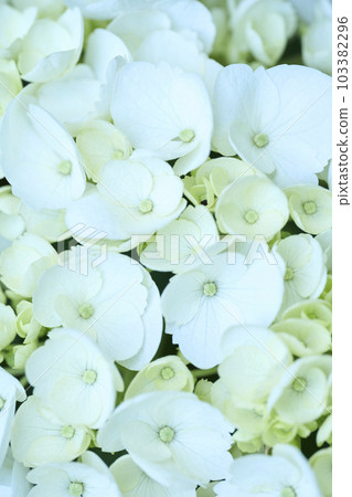 白色繡球花 白色繡球花 103382296