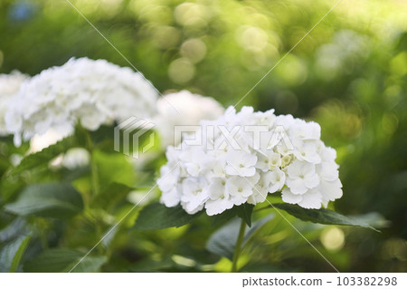 白色繡球花 103382298