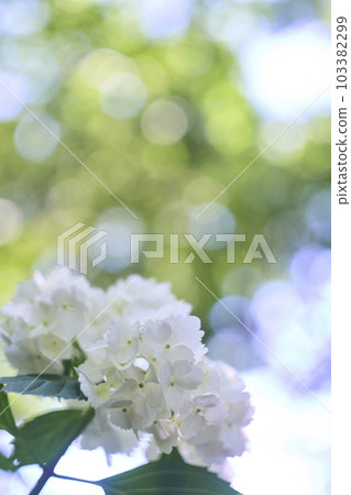 白色繡球花 103382299