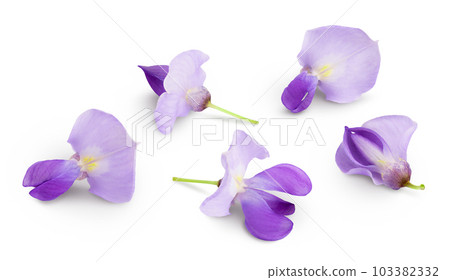 Wisteria flowers isolated on white background with full depth of field 103382332