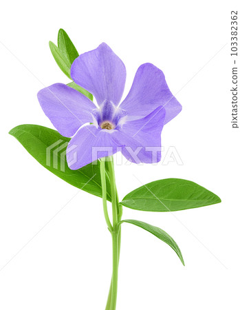 wild periwinkle flowers isolated on white background 103382362