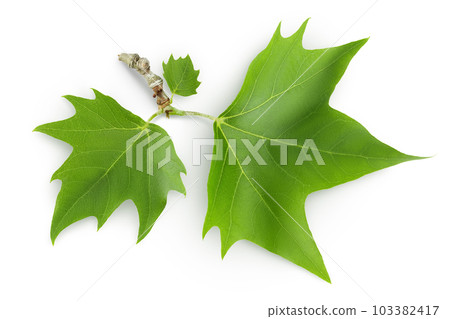 Platanus tree, sycamore leave isolated on white background. Top view. Flat lay 103382417