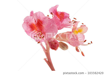 Aesculus x carnea or red horse chestnut isolated on white background 103382420