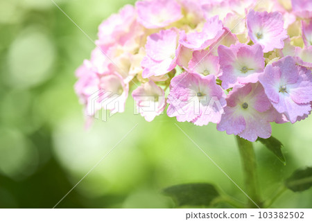 Pink colored hydrangea 103382502