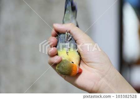 Peony Parrot 103382528