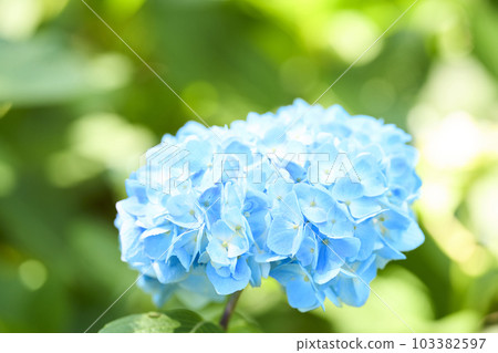 藍色繡球花 103382597