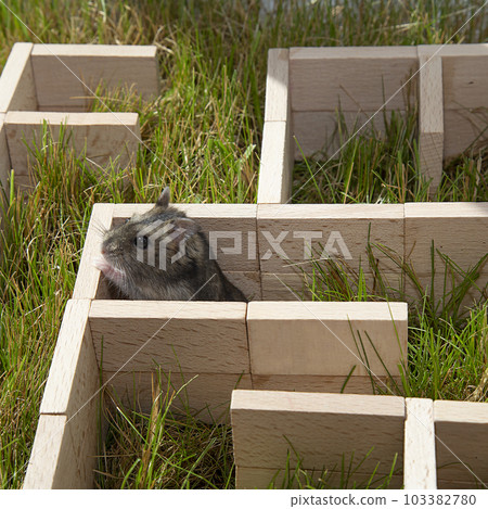 The Dzungarian hamster is looking for a way out in a maze on the green grass.  103382780
