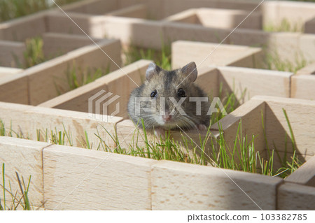 A hamster is sitting in a maze on the green grass.  103382785