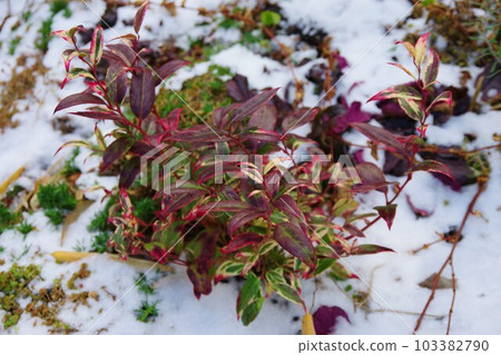 Iwananten Sei 103382790