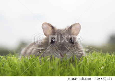 A charming mouse is sitting in the green grass. A gray rodent on the lawn. A charming mouse is sitting in the green grass. A gray rodent on the lawn. 103382794