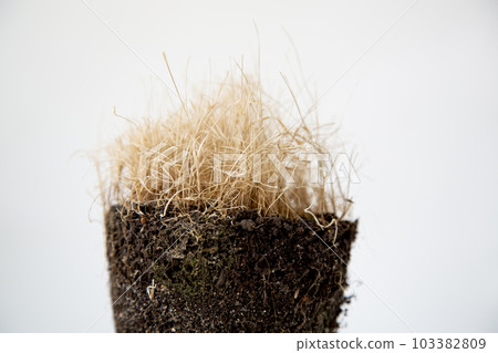 A dead flower in the ground. A lifeless plant with roots in a fertile land. A dead flower in the ground. A lifeless plant with roots in a fertile land. 103382809