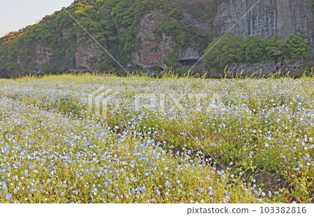 Nemophila of Yabakei 103382816