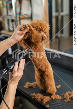 Woman trimming toy poodle with electric razor in grooming salon.  103382985