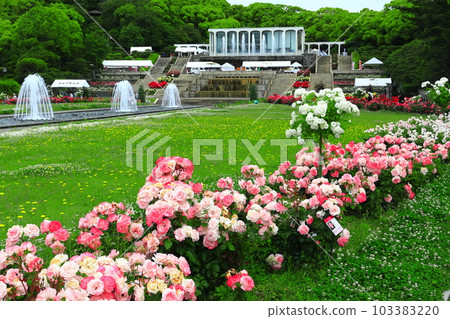 [兵庫縣]盛開玫瑰的須磨離宮公園 103383220