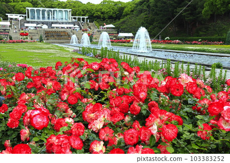 [Hyogo Prefecture] Suma Rikyu Park full of roses 103383252
