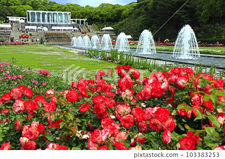 [Hyogo Prefecture] Suma Rikyu Park full of roses 103383253