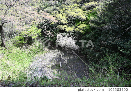 敦賀市金崎城跡 敦賀市金崎城跡 103383390