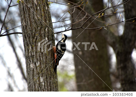 Akagera Akagera 103383408