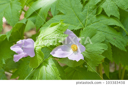 春天的野草花-淺紫色白根葵2 103383438