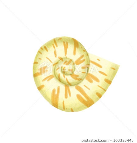 shells 103383443