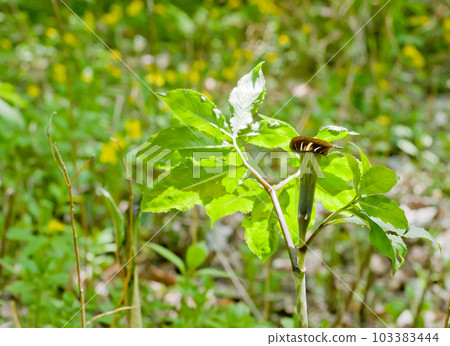 Wild grass flowers in spring - Viper grass (Mamushigusa) Wild grass flowers in spring - Viper grass (Mamushigusa) 103383444