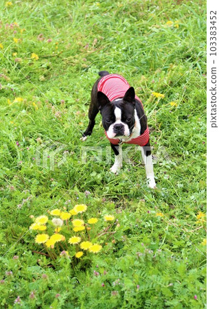 Mighty,一隻波士頓梗犬在盛開的蒲公英花田裡可愛地凝視著♡ Mighty,一隻波士頓梗犬在盛開的蒲公英花田裡可愛地凝視著♡ 103383452