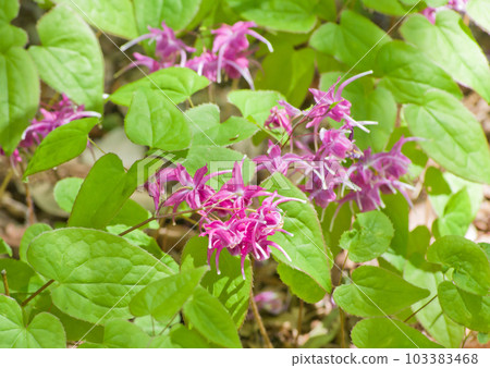 Wild grass flowers in spring - purple anchor grass (epimedium) Wild grass flowers in spring - purple anchor grass (epimedium) 103383468