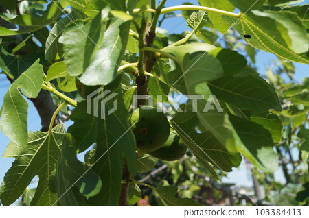 figs bearing fruit figs bearing fruit 103384413