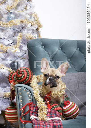A bulldog sits in a cozy chair, wrapped in yellow Christmas lights in anticipation of Christmas and the New Year. A bulldog sits in a cozy chair, wrapped in yellow Christmas lights in anticipation of Christmas and the New Year. 103384434